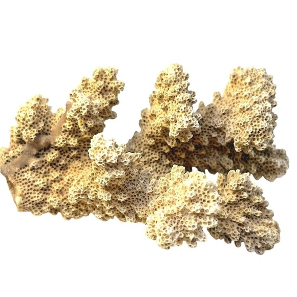 Other - Natural Coral Reef Branch Fossil Specimen Beach Home Decor